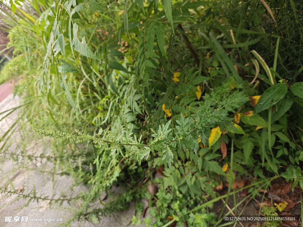 路边繁茂绿植与黄色小花