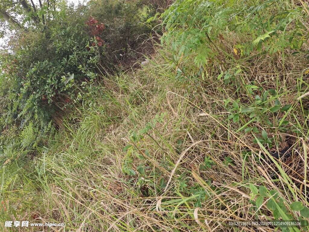 野外山坡繁茂的杂草