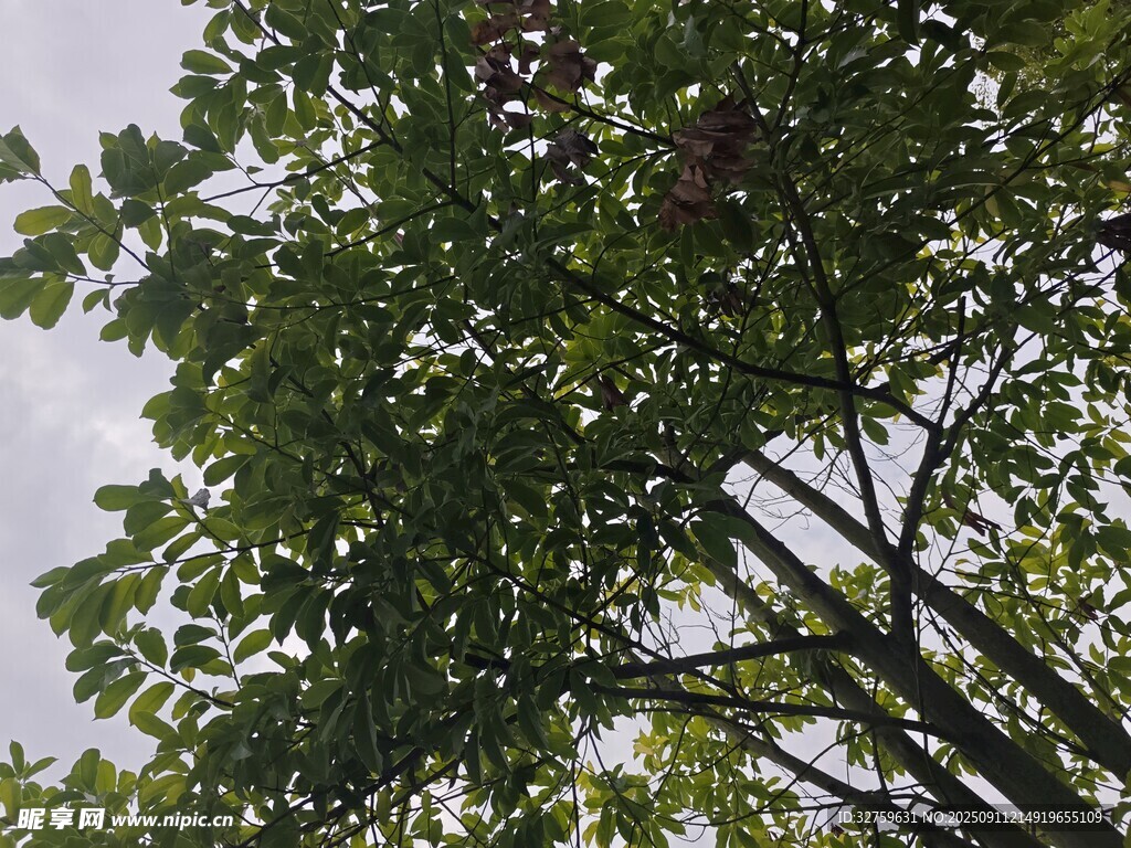 繁茂绿树 