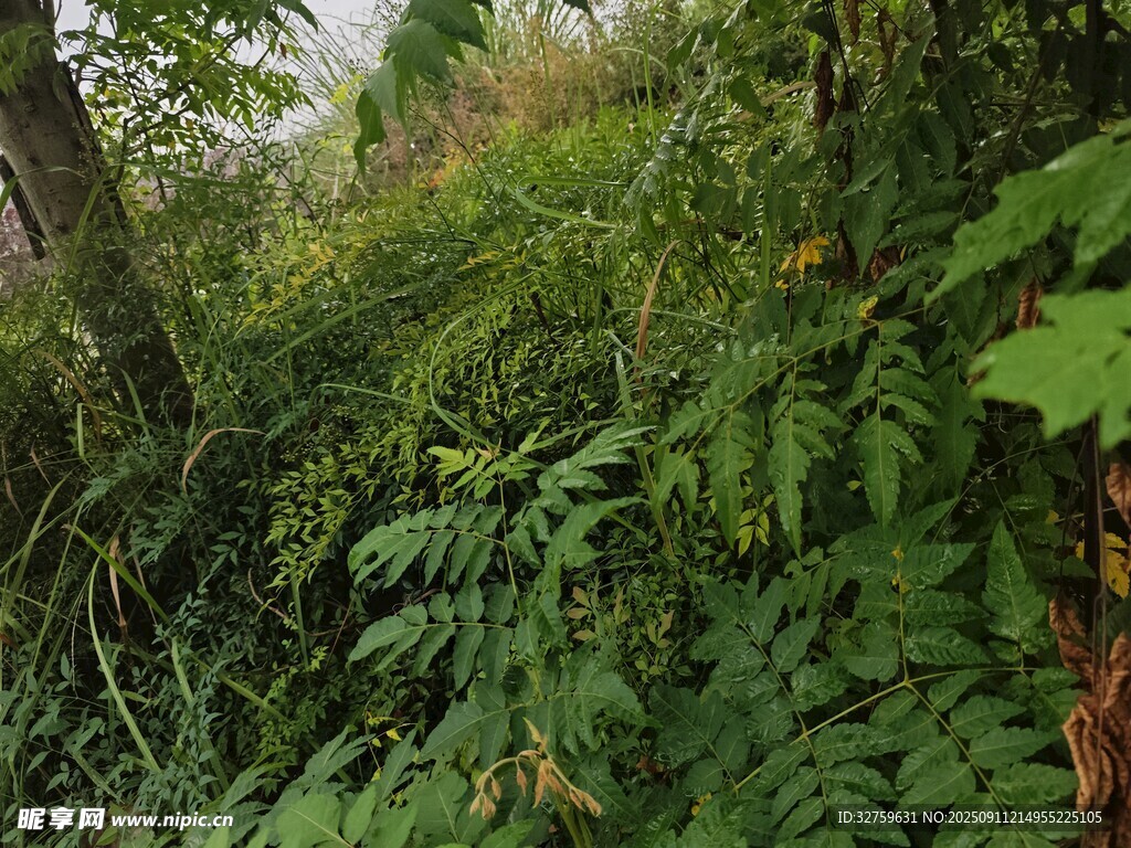 茂密绿植的自然景象
