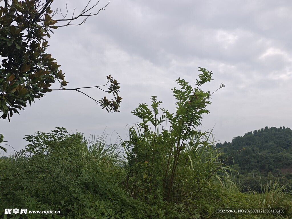山林间的绿植与朦胧天空