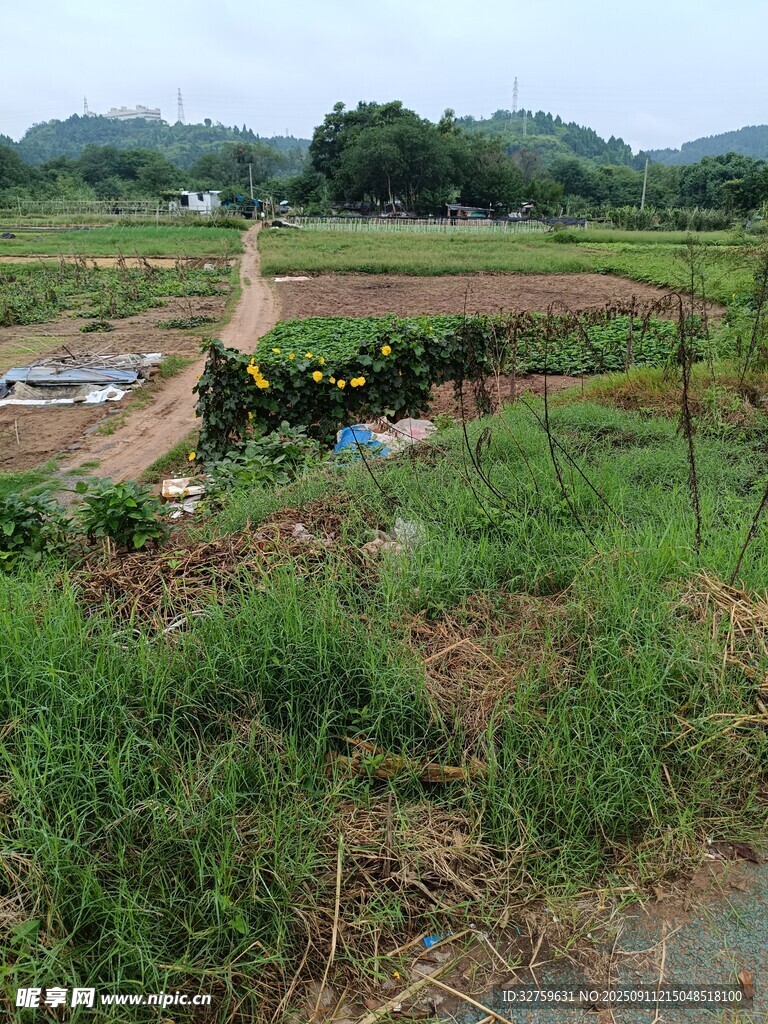 乡村田野风光
