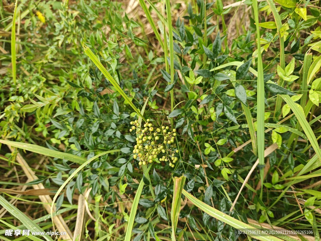 茂盛的绿色植物景观
