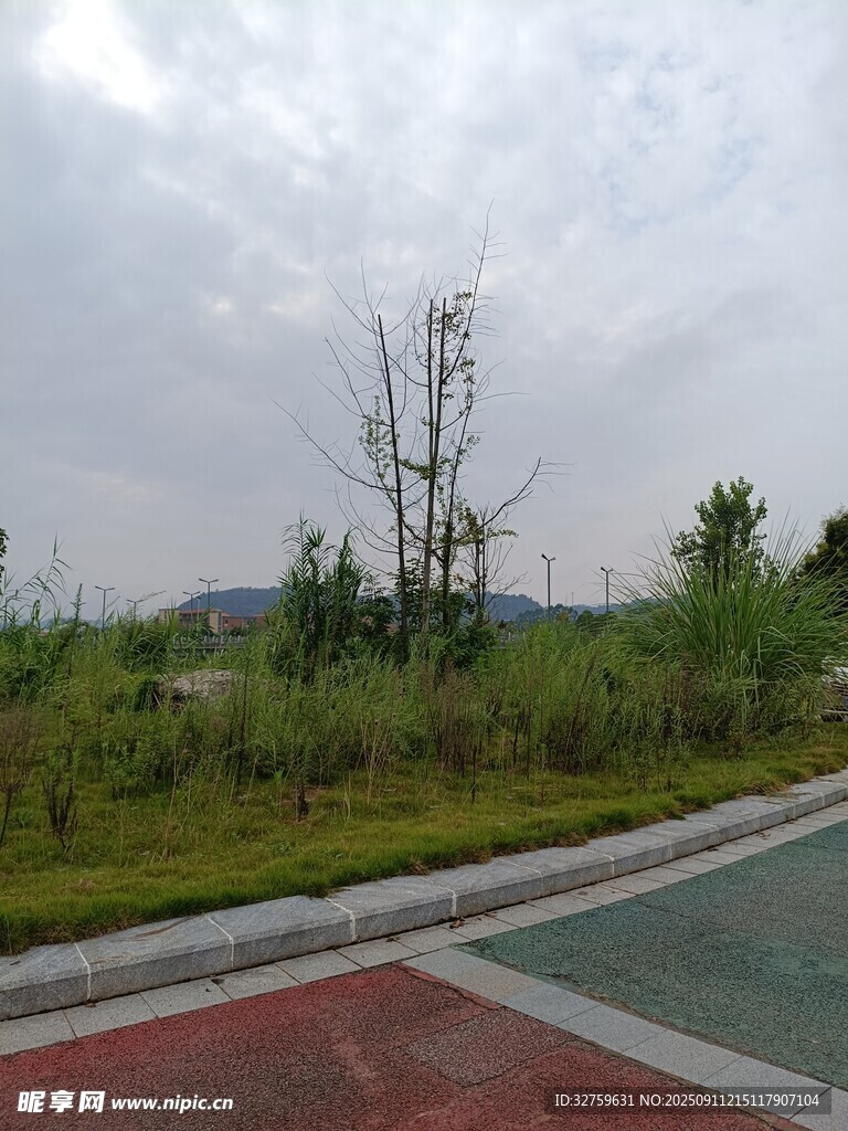 路边绿意盎然的景观