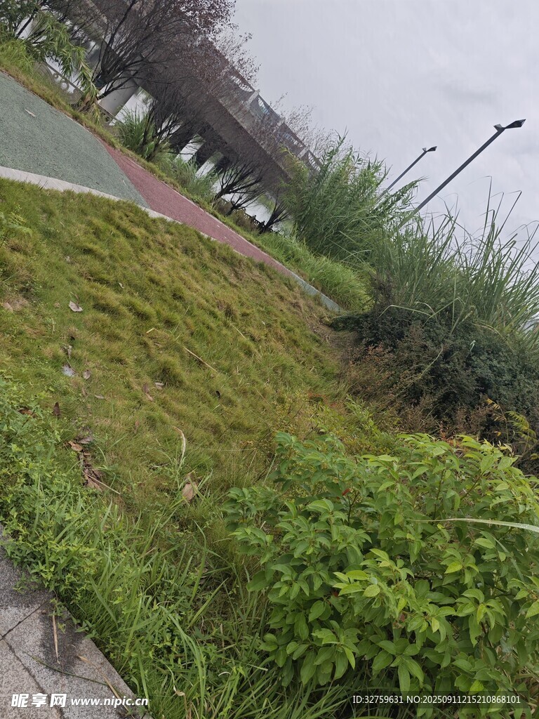 路边绿植景观