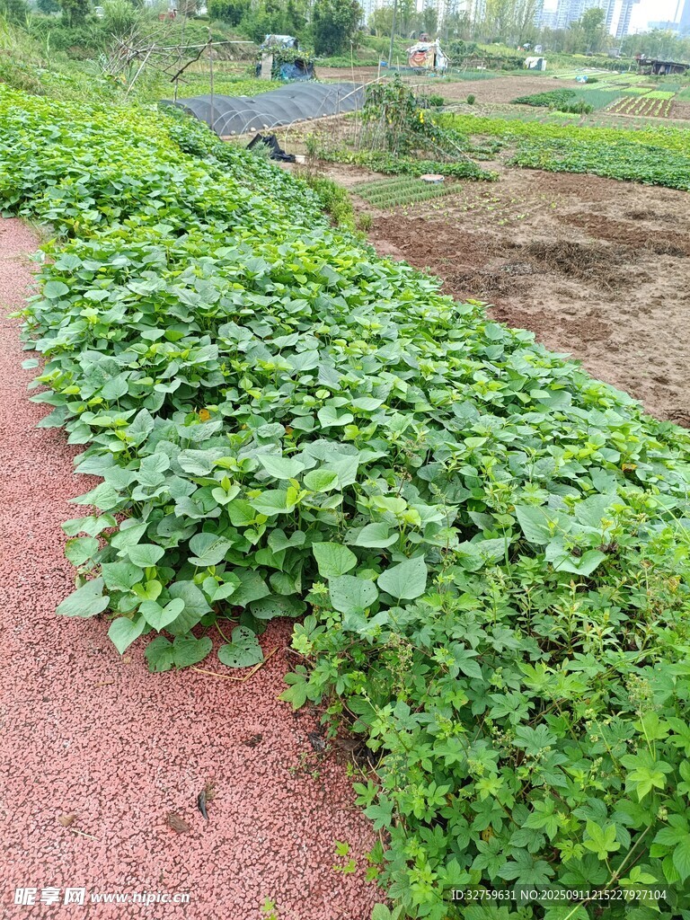 路边繁茂的绿色藤蔓植物