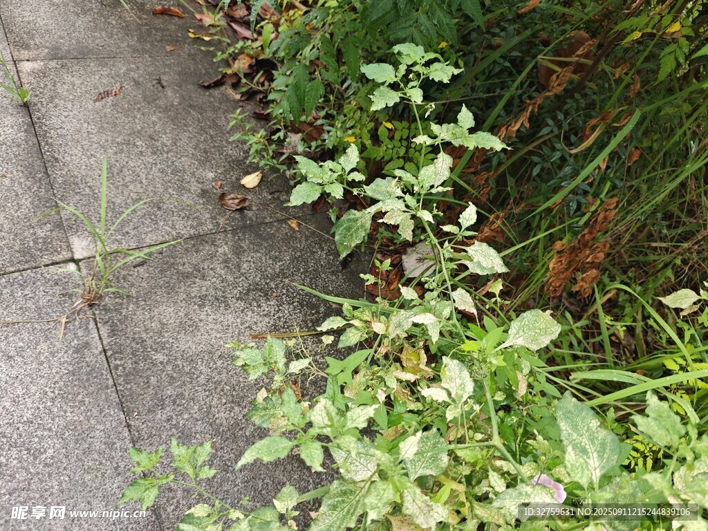 路边生长的绿色植物