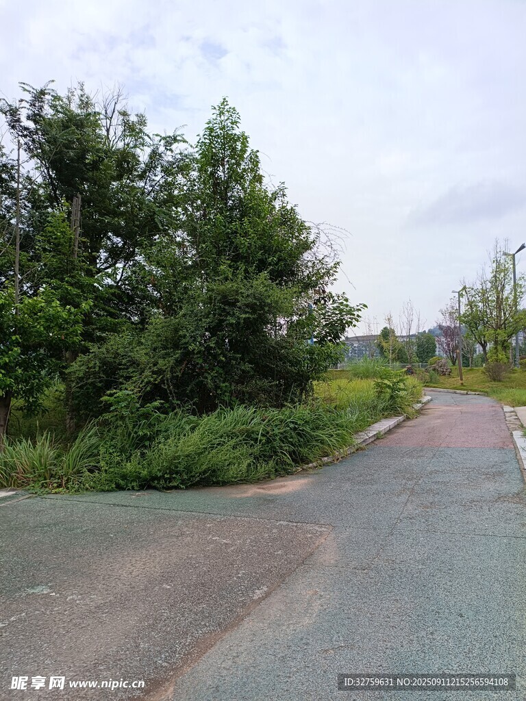 乡间岔路旁的葱郁绿植