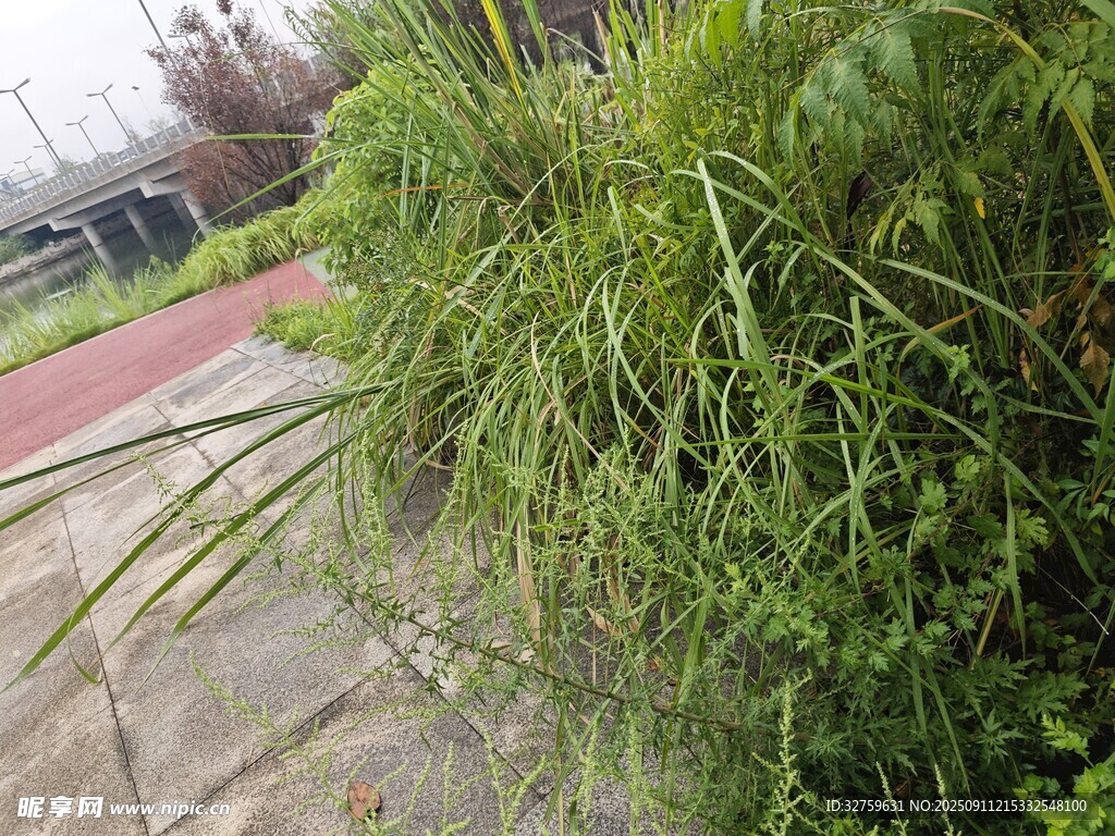 路边茂盛的绿色植物