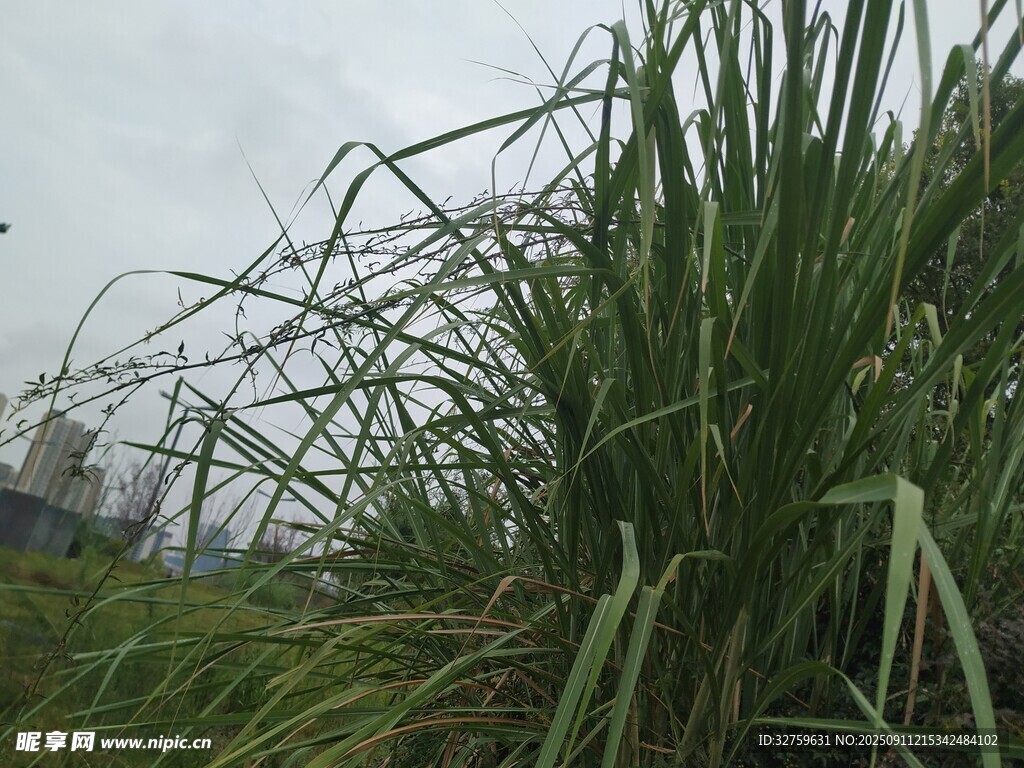 野外茂盛的绿色草丛
