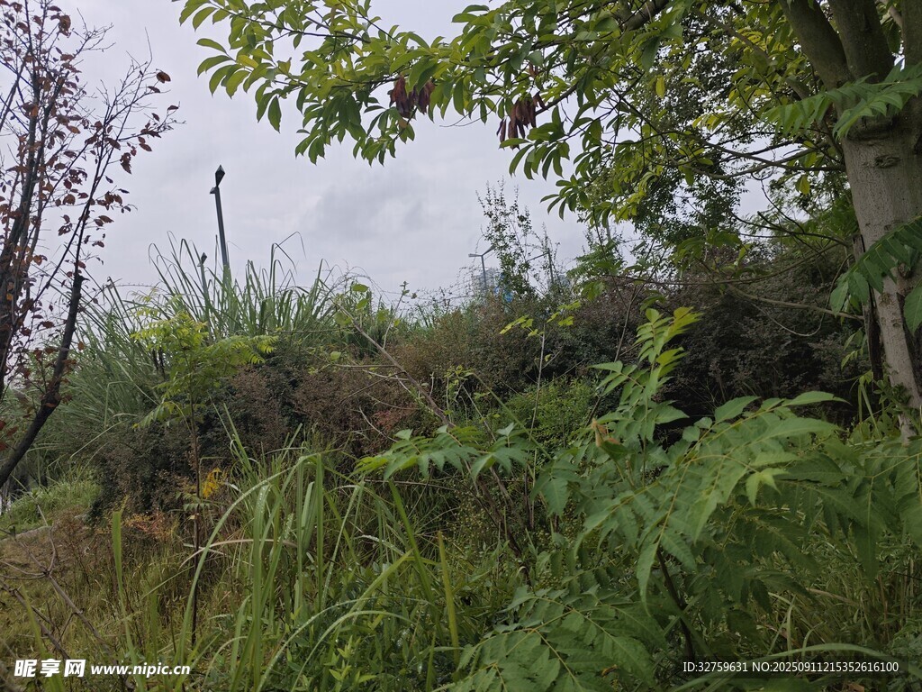 野外繁茂绿植景观