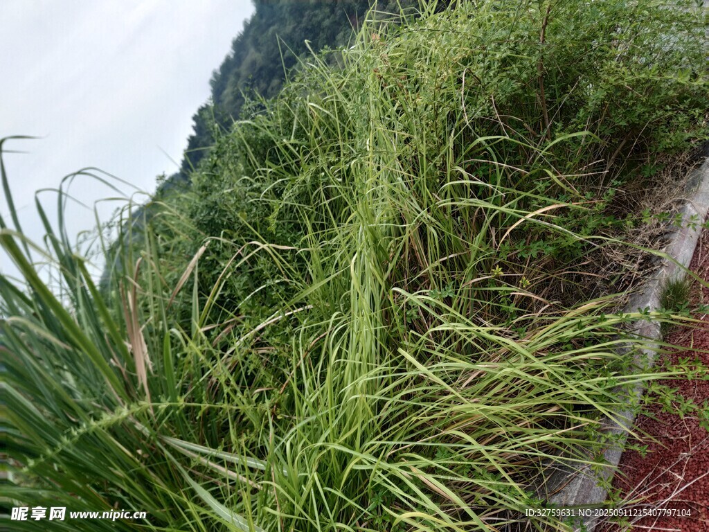 路边茂盛的绿色草丛