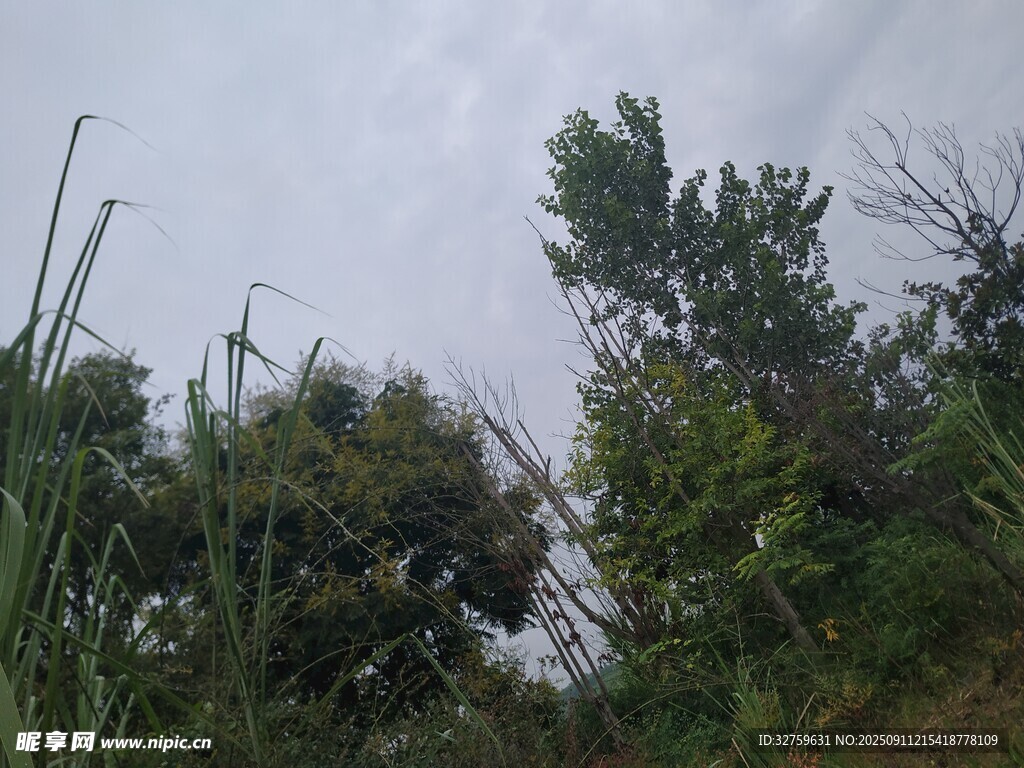野外繁茂绿植景观