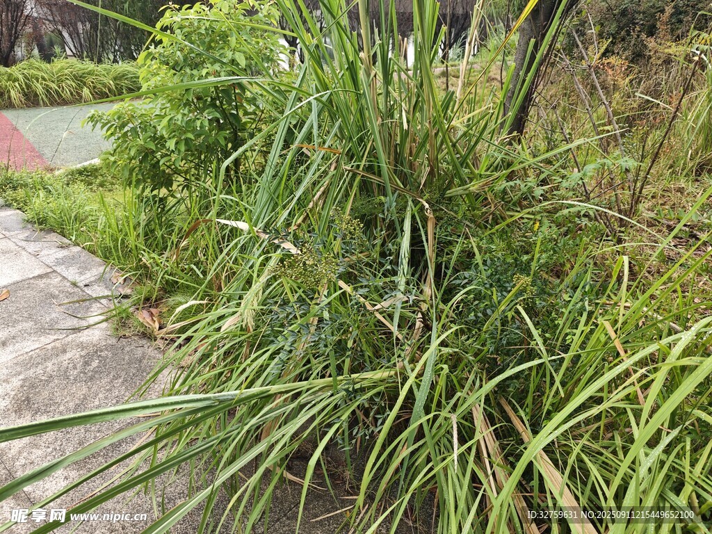 路边茂盛的绿色草丛