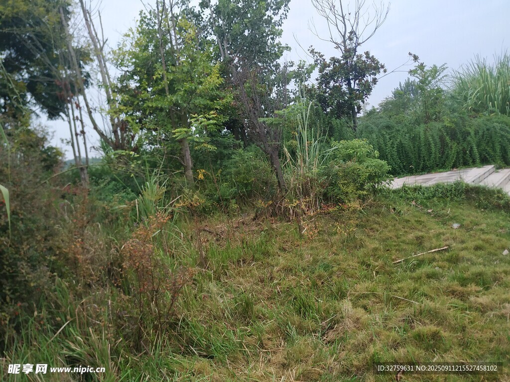 野外草地树林自然景象