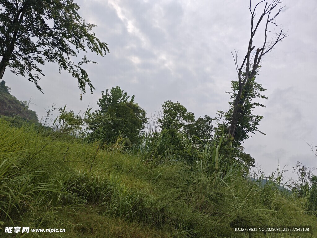 野外草地枯树风景