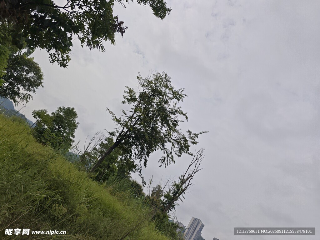 户外草地树木风景图