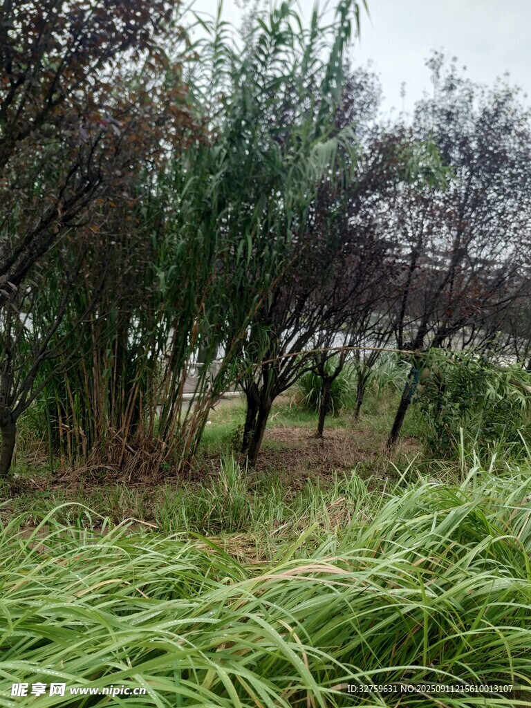 野外绿植丛生的自然景象