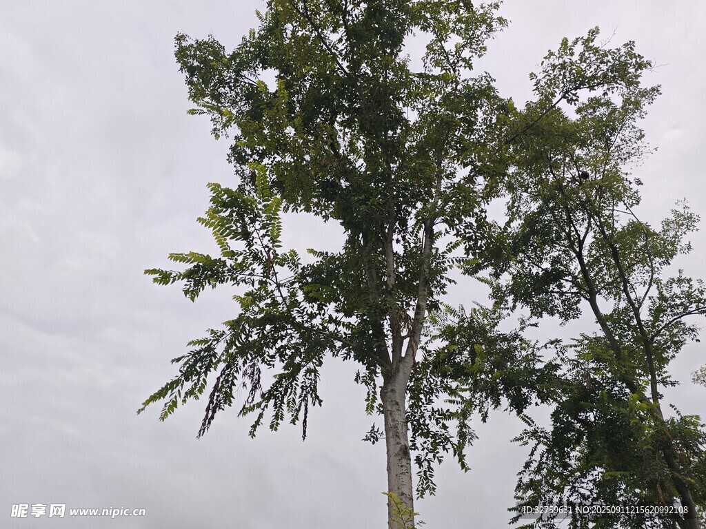 挺拔绿树 