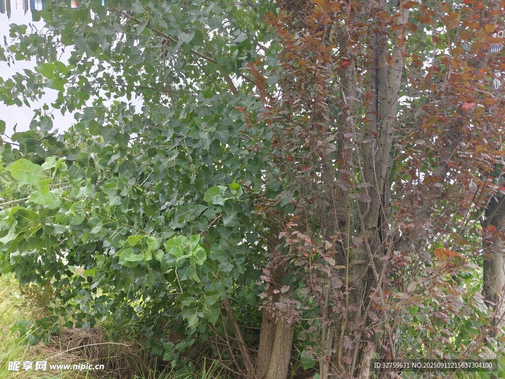 林间多彩树木景观