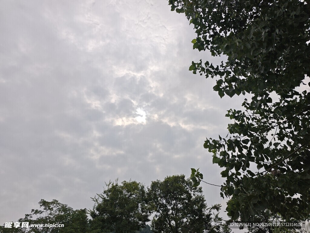 透过树梢看天空云朵