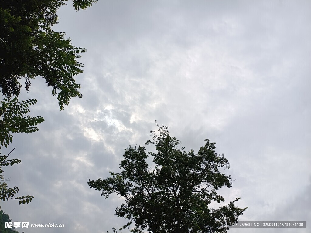 树梢之上的朦胧天空