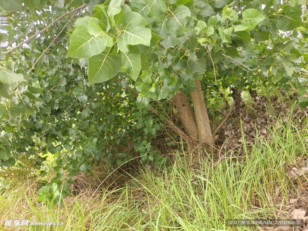 野外生长的绿色植物