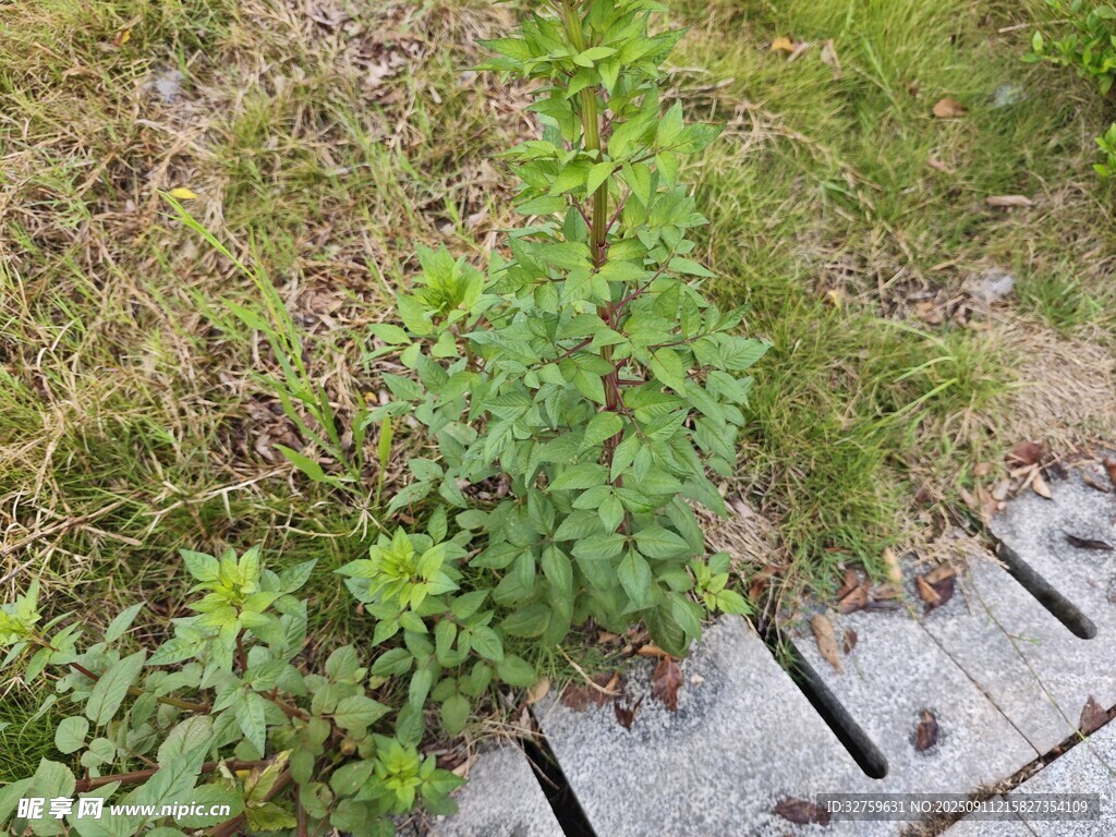 木栈道旁的绿色植物