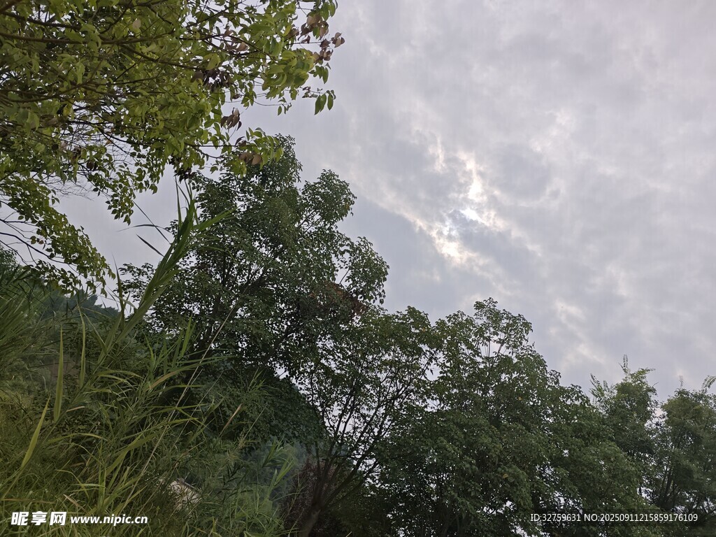林间树梢上的天空景象