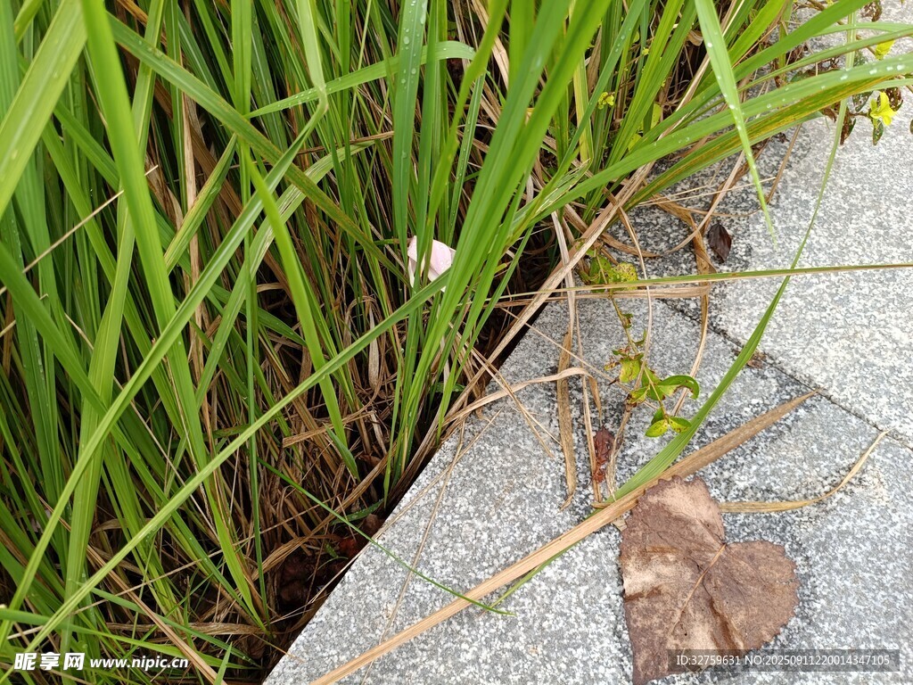 草丛边的昆虫与枯叶