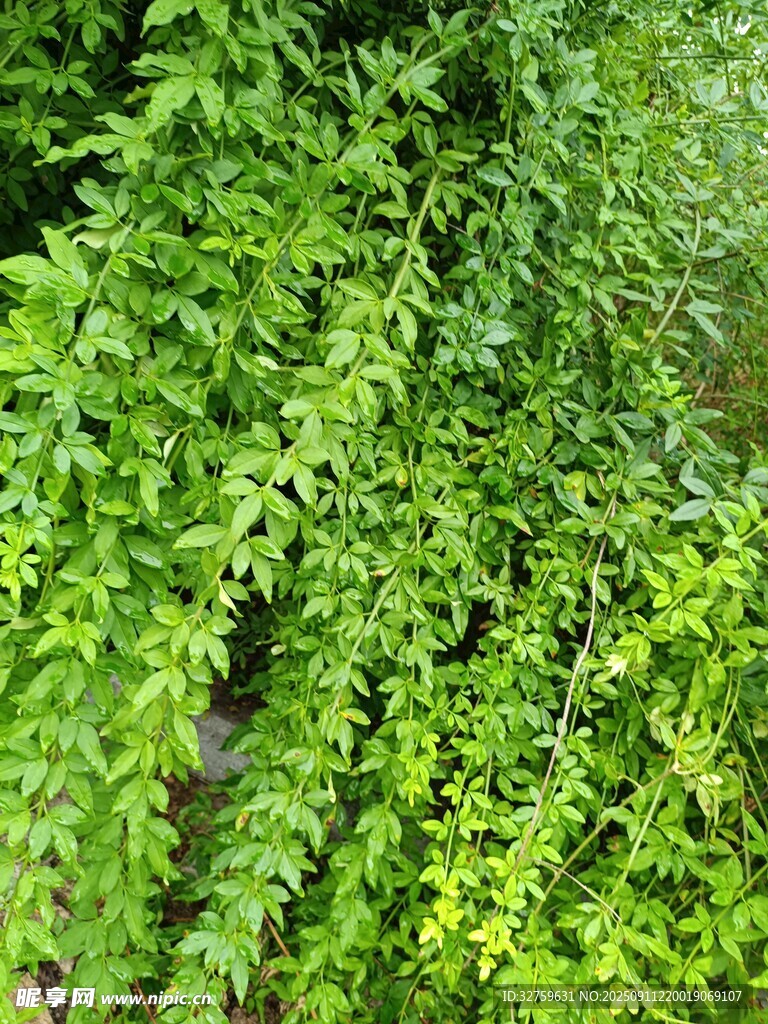 翠绿繁茂的垂吊植物