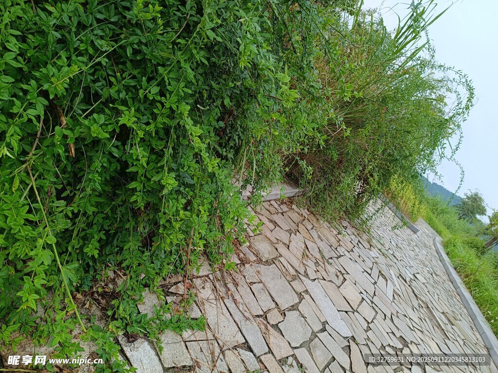 石径旁的繁茂绿植