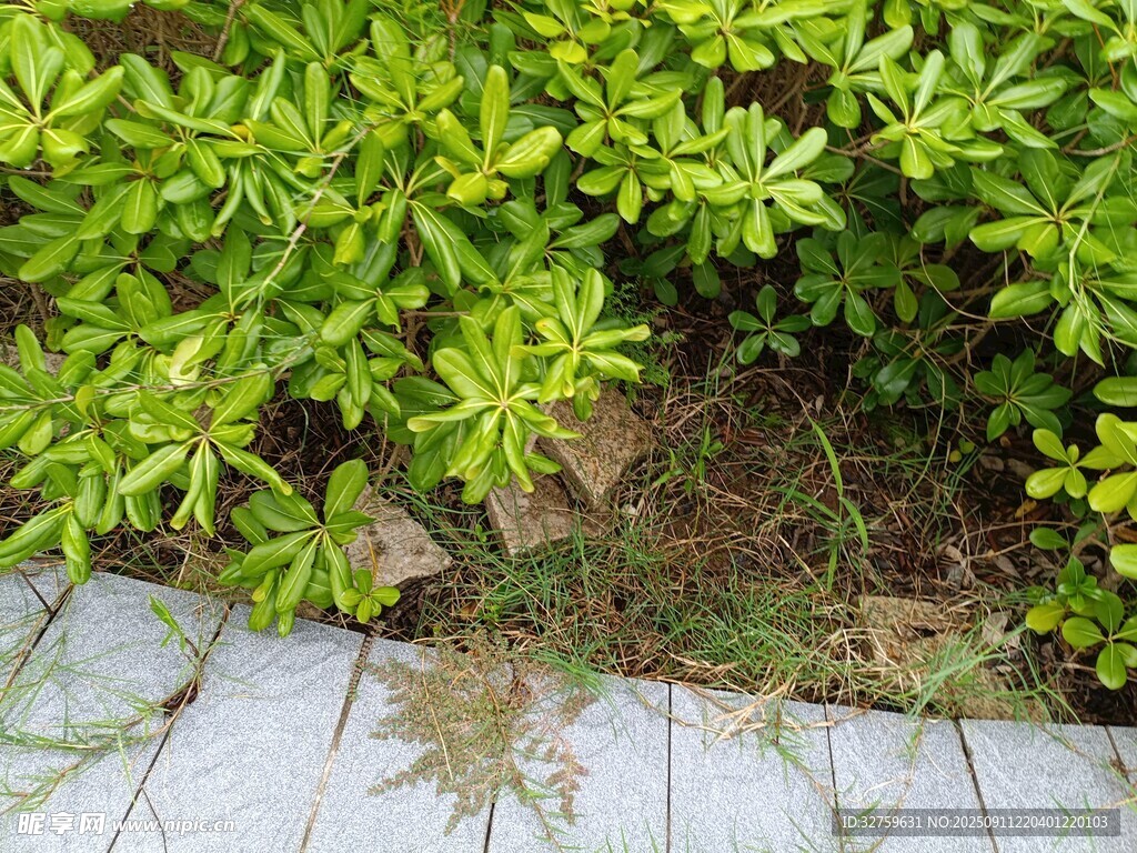 路边翠绿繁茂的灌木丛