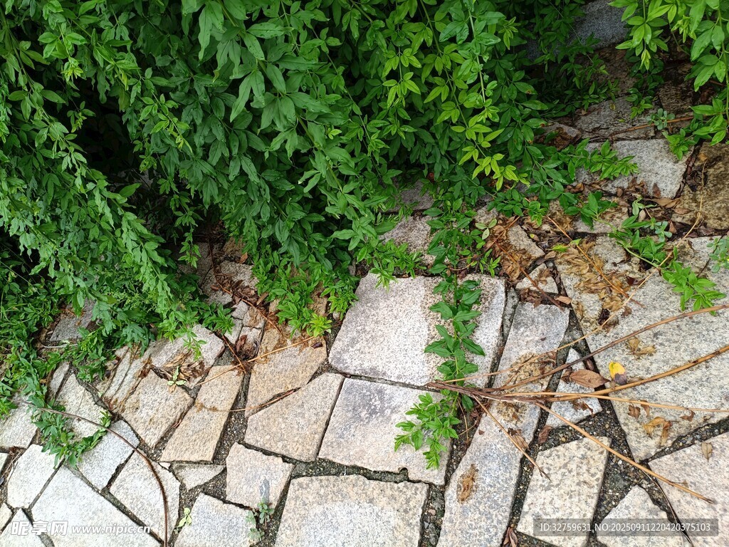 石板小径旁的绿植景观
