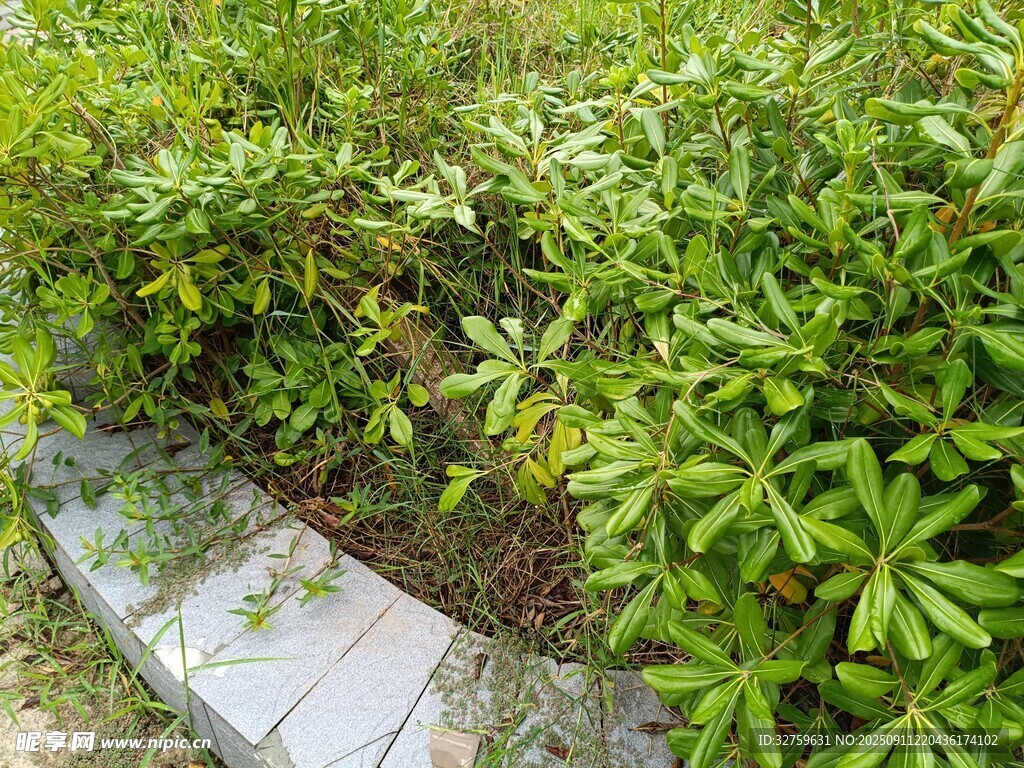 路边绿植景观