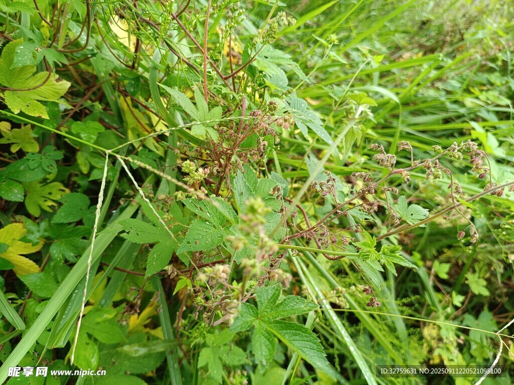 野外繁茂的绿色植物