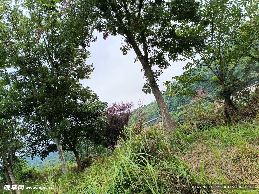 乡村野外繁茂树木与草地