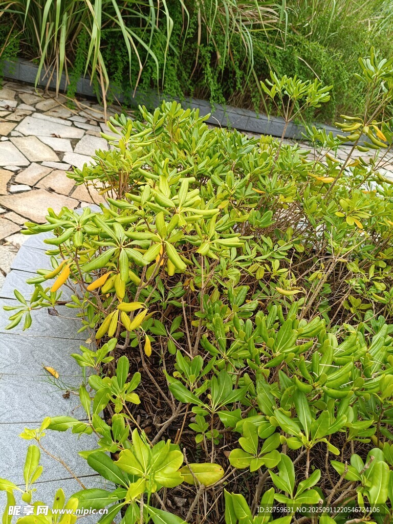 路边生长的嫩绿植物
