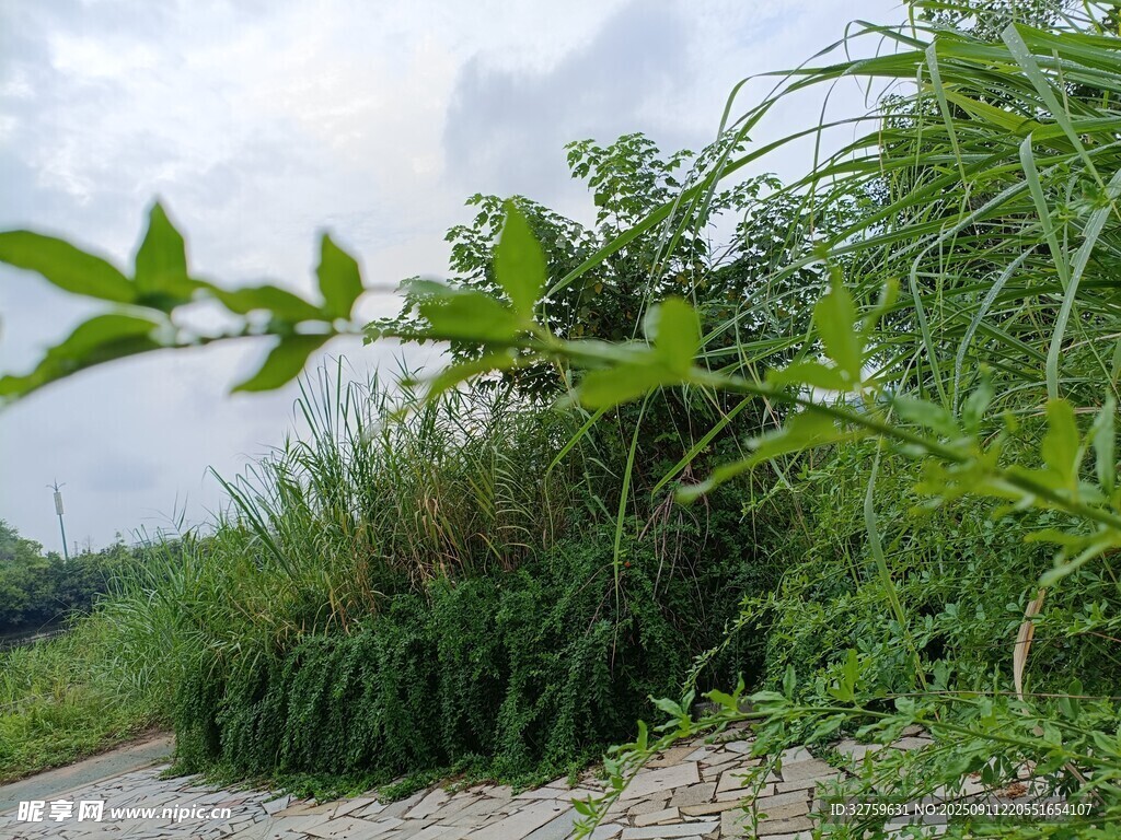路边繁茂绿植景观