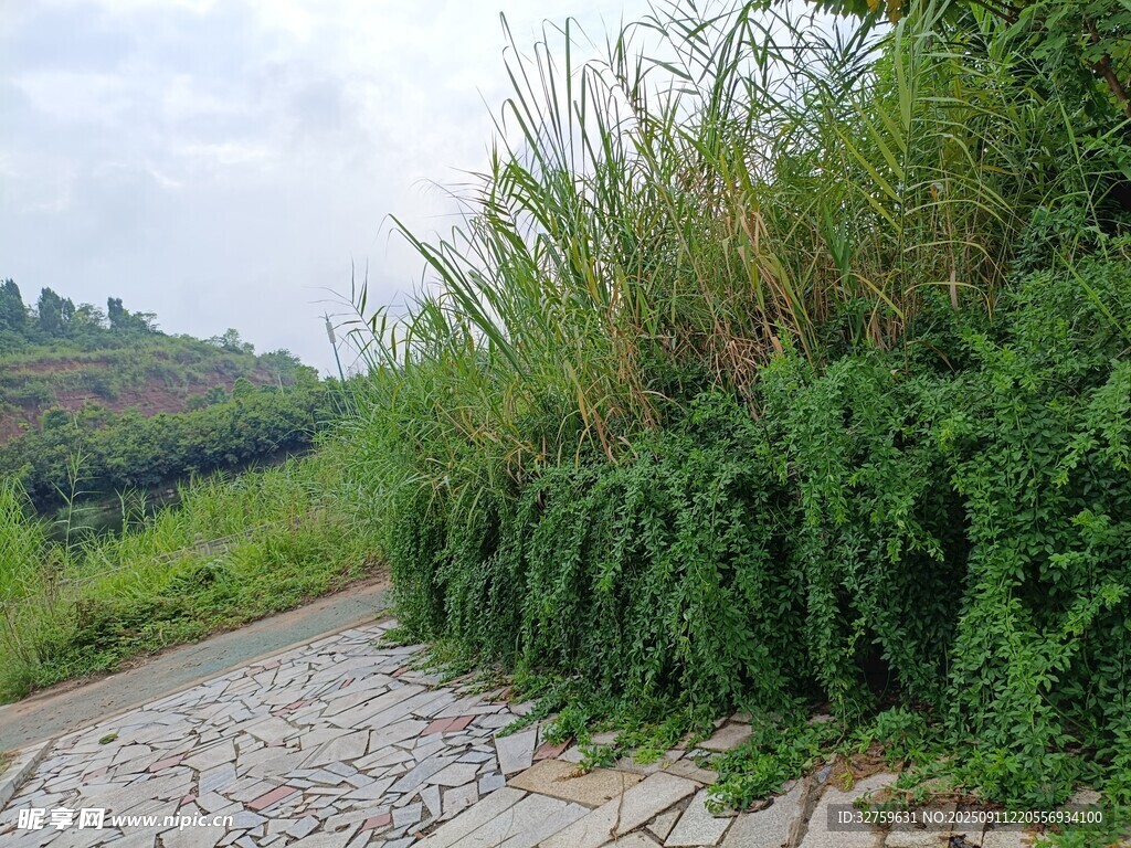 乡间碎石路旁的繁茂绿植