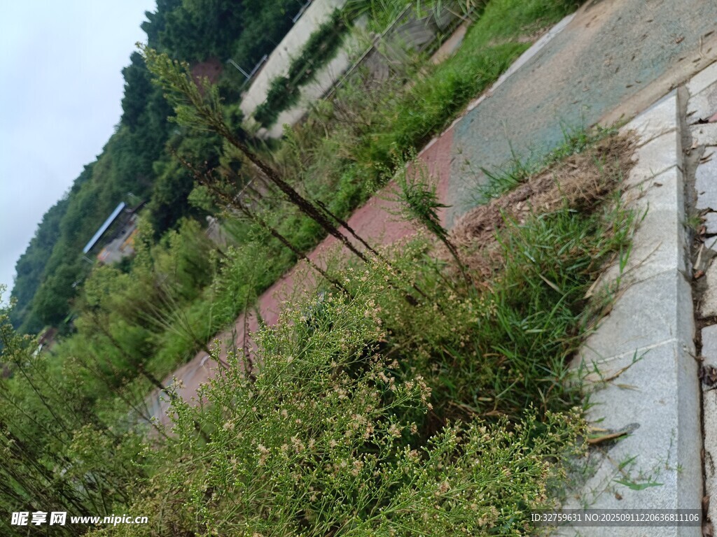 路边绿植景观
