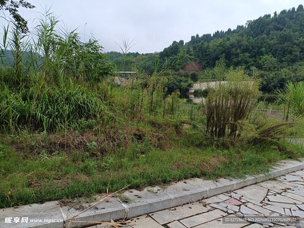 山间石板路旁的绿植景观