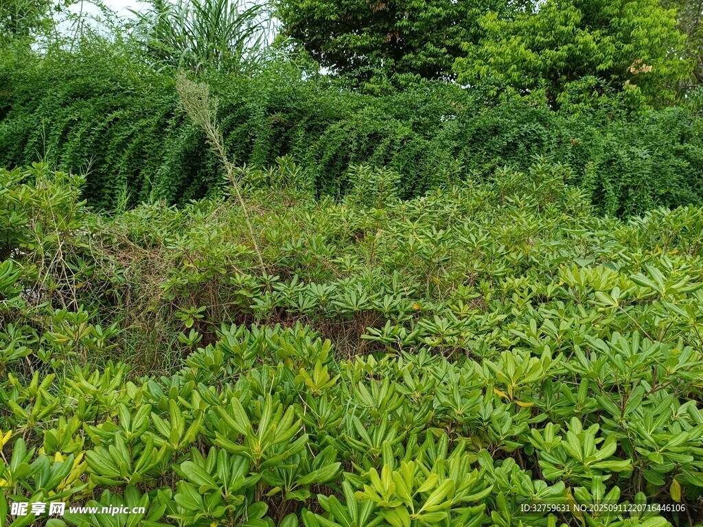 绿意盎然的植物景观