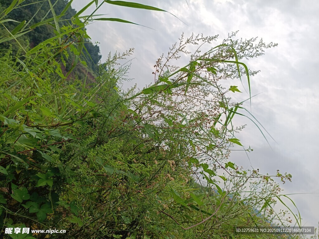 野外繁茂绿植 
