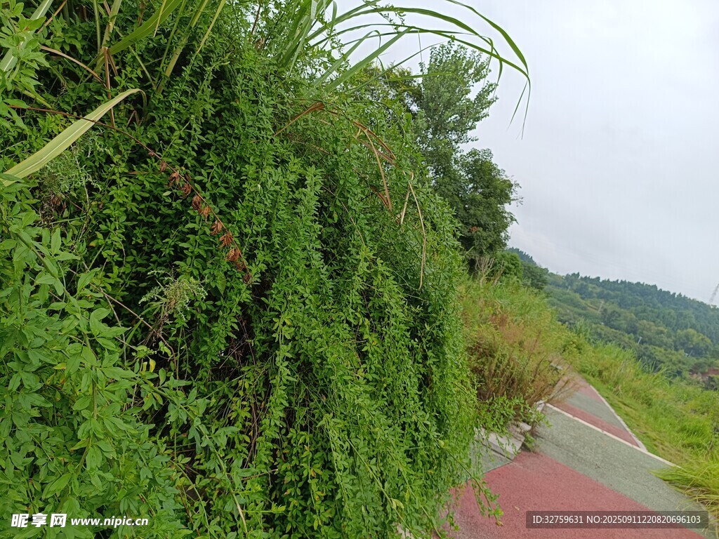 路边繁茂绿植景观