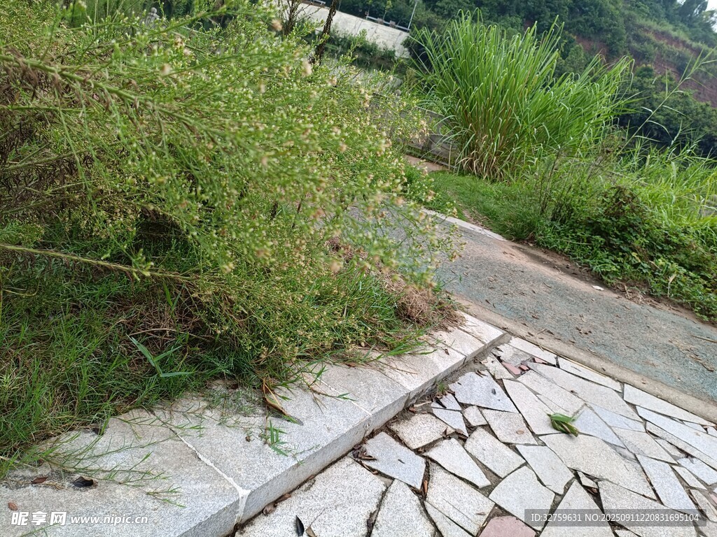 石板小径旁的繁茂绿植