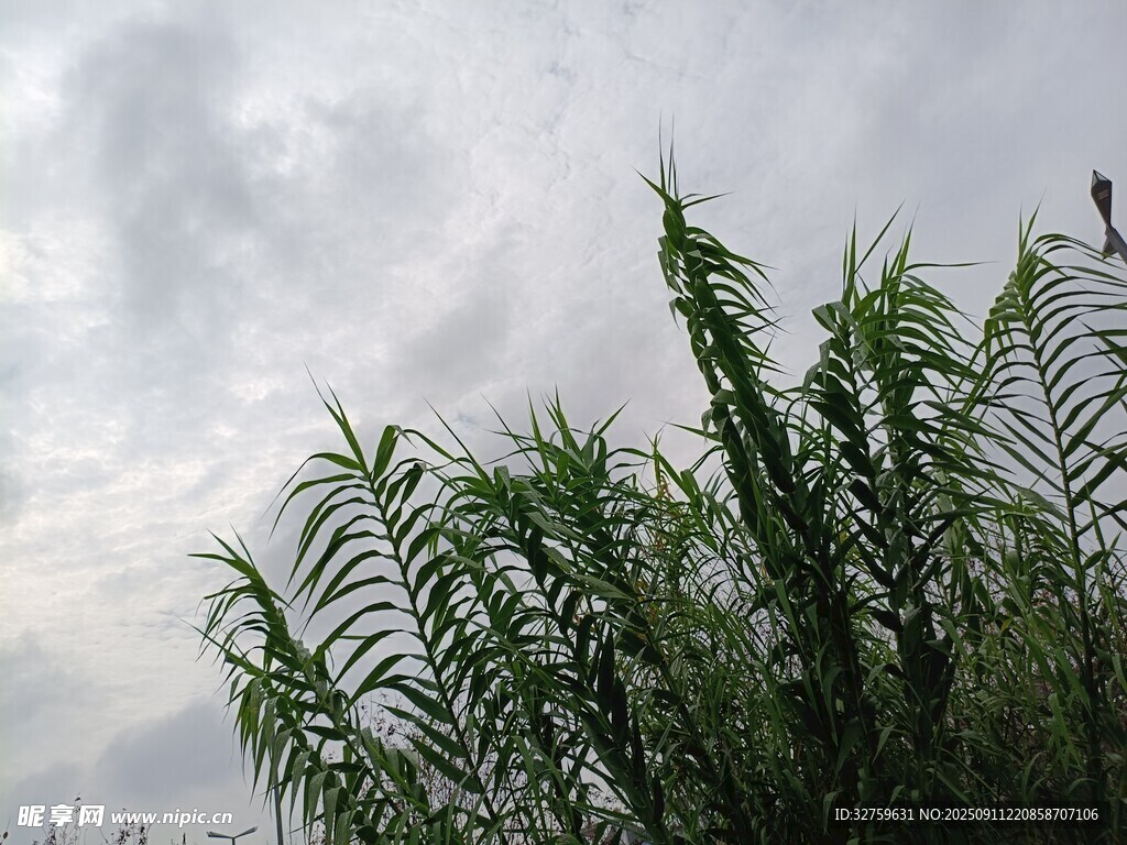 天空下的翠绿植物