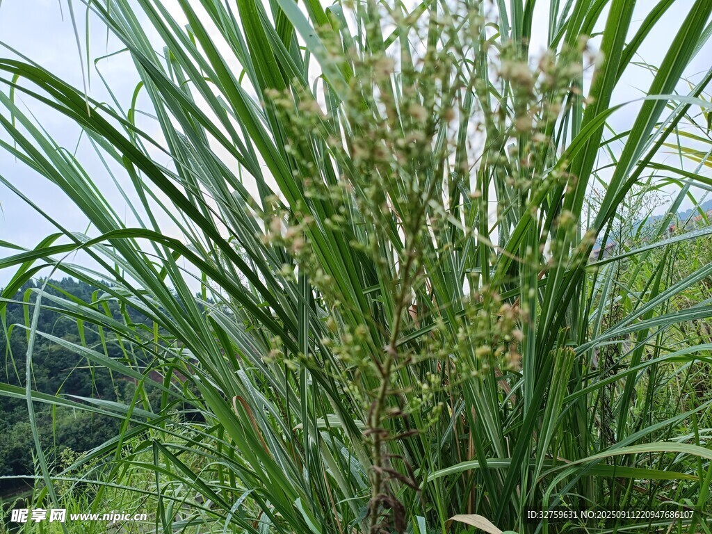 高大茂盛的芦苇植物