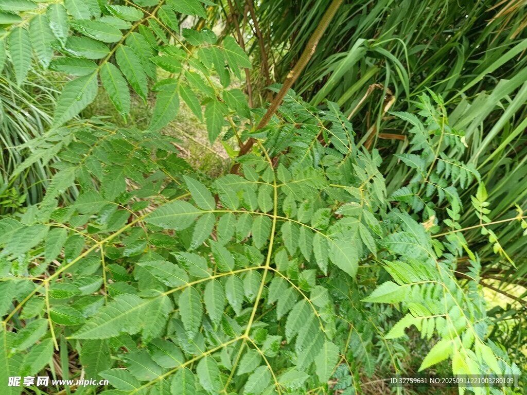 繁茂绿植特写