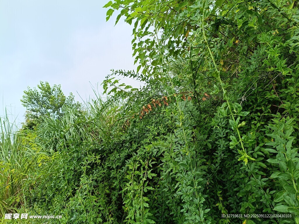 繁茂绿植景观